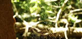 Oak Canyon Nature Center