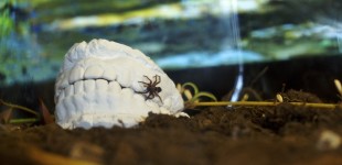 A Spider